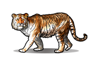 Tiger Lesson Icon