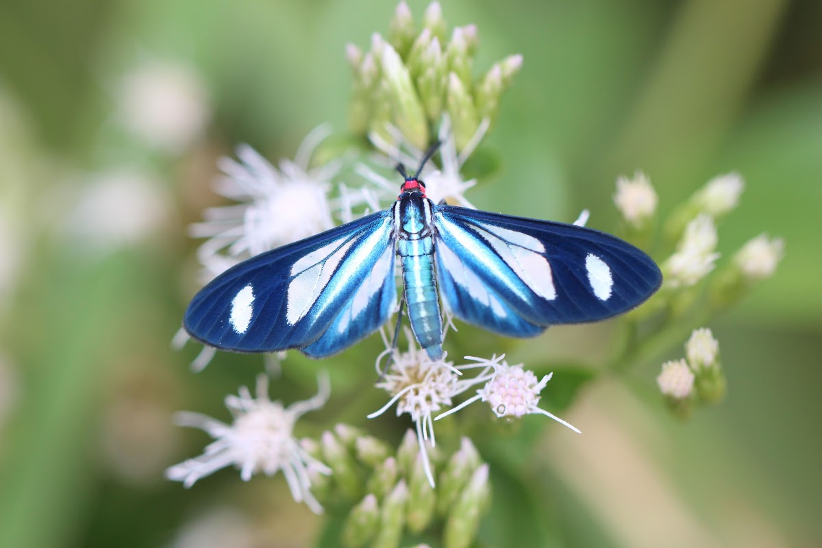 Moth Image