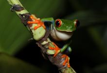 World Frog Day Image