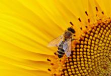 National Honey Bee Day - Image