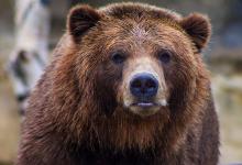 World Bear Day - Image