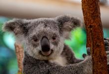 Wild Koala Day - Image