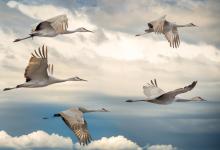 World Migratory Bird Day - Image