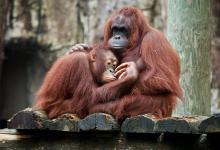 World Orangutan Day - Image