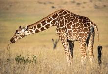 World Giraffe Day - Image