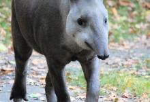 World Tapir Day - Image