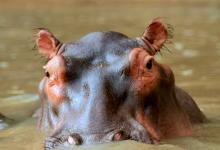 World Hippopotamus Day - Image
