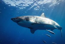 Shark Awareness Day - Image