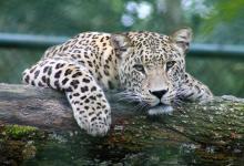 International Leopard Day - Image