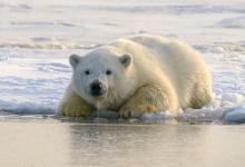 World Polar Bear Day