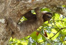 International Sloth Day - Image