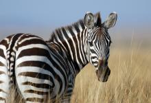 International Zebra Day