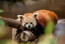 International Red Panda Day - Image