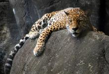 International Jaguar Day - Image