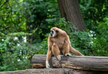 International Gibbon Day - Image