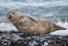 International Seal Day - Image