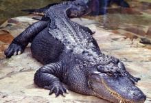 World Crocodile Day - Image