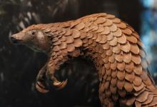 World Pangolin Day - Image