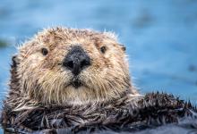 World Otter Day - Image