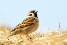 World Sparrow Day Image