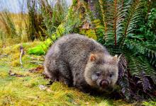 World Wombat Day - Image