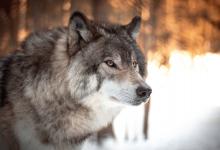 International Wolf Day - Image