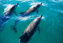 International Freshwater Dolphin Day - Image
