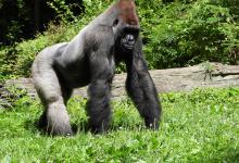 World Gorilla Day - Image