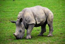 World Rhino Day - Image