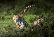International Cheetah Day - Image