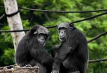 World Chimpanzee Day - Image