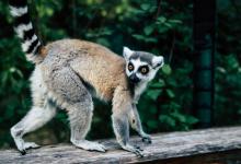 World Lemur Day - Image