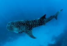 International Whale Shark Day - Image