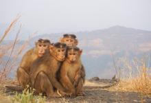 Monkey Day - Image