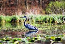 World Wetlands Day Image