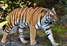 World Tiger Day - Image