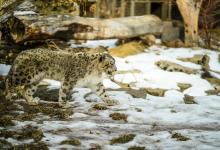 International Snow Leopard Day - Image